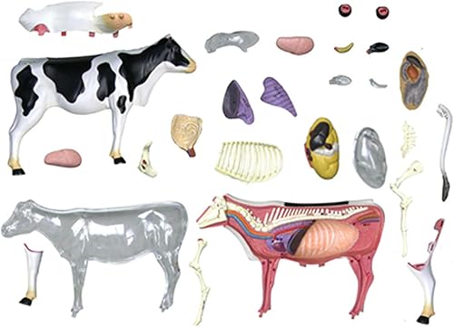 4D Dog Anatomy Model,Cat/Horse/Cow/Pig/AnimalCanine Skeleton, Animal Skeleton Specimen, Detachable Biology, Pet Clinic Veterinary TrainingSchool Teaching Tool,J - Poueer