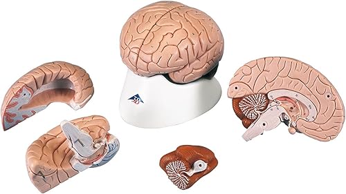 American 3B SCIENTIFIC C16 Brain Model, 4 Part, 14 cm L x 14 cm W x 17.5 cm H - Poueer
