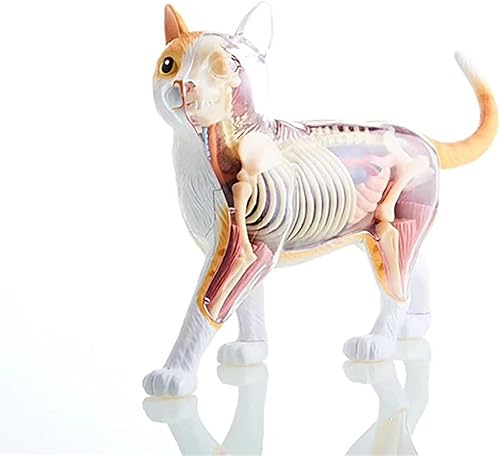 4D Dog Anatomy Model,Cat/Horse/Cow/Pig/AnimalCanine Skeleton, Animal Skeleton Specimen, Detachable Biology, Pet Clinic Veterinary TrainingSchool Teaching Tool,J - Poueer