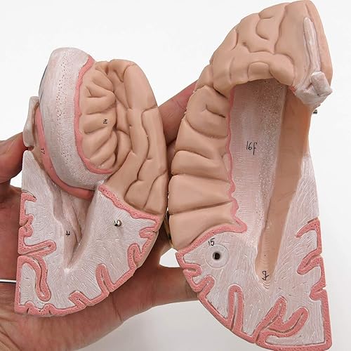 American 3B SCIENTIFIC C16 Brain Model, 4 Part, 14 cm L x 14 cm W x 17.5 cm H - Poueer