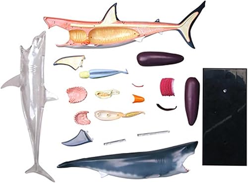 4D Dog Anatomy Model,Cat/Horse/Cow/Pig/AnimalCanine Skeleton, Animal Skeleton Specimen, Detachable Biology, Pet Clinic Veterinary TrainingSchool Teaching Tool,J - Poueer