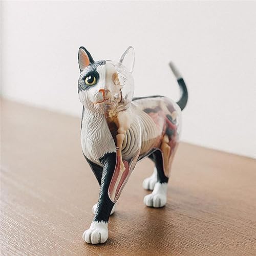 4D Dog Anatomy Model,Cat/Horse/Cow/Pig/AnimalCanine Skeleton, Animal Skeleton Specimen, Detachable Biology, Pet Clinic Veterinary TrainingSchool Teaching Tool,J - Poueer