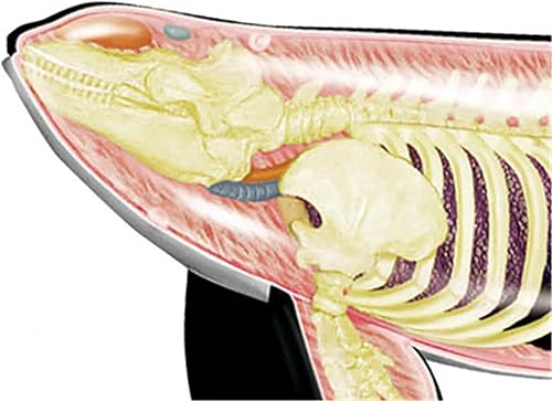 4D Dog Anatomy Model,Cat/Horse/Cow/Pig/AnimalCanine Skeleton, Animal Skeleton Specimen, Detachable Biology, Pet Clinic Veterinary TrainingSchool Teaching Tool,J - Poueer