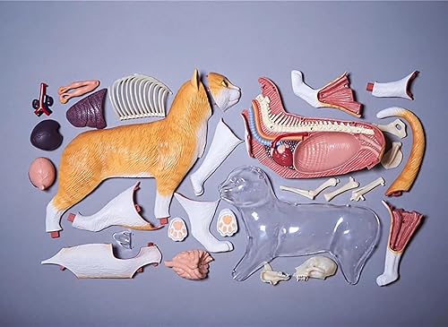 4D Dog Anatomy Model,Cat/Horse/Cow/Pig/AnimalCanine Skeleton, Animal Skeleton Specimen, Detachable Biology, Pet Clinic Veterinary TrainingSchool Teaching Tool,J - Poueer