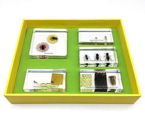 Lifecycle of a Honey Bee in Acrylic Block Science Classroom Specimens for Science Education - Poueer