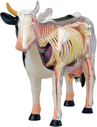 4D Dog Anatomy Model,Cat/Horse/Cow/Pig/AnimalCanine Skeleton, Animal Skeleton Specimen, Detachable Biology, Pet Clinic Veterinary TrainingSchool Teaching Tool,J - Poueer