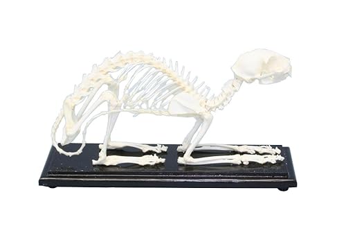 C & A Scientific - Premiere 51009 Real Cat Skeleton - Poueer