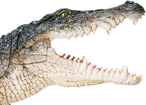 4D Dog Anatomy Model,Cat/Horse/Cow/Pig/AnimalCanine Skeleton, Animal Skeleton Specimen, Detachable Biology, Pet Clinic Veterinary TrainingSchool Teaching Tool,J - Poueer