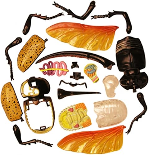 4D Dog Anatomy Model,Cat/Horse/Cow/Pig/AnimalCanine Skeleton, Animal Skeleton Specimen, Detachable Biology, Pet Clinic Veterinary TrainingSchool Teaching Tool,J - Poueer