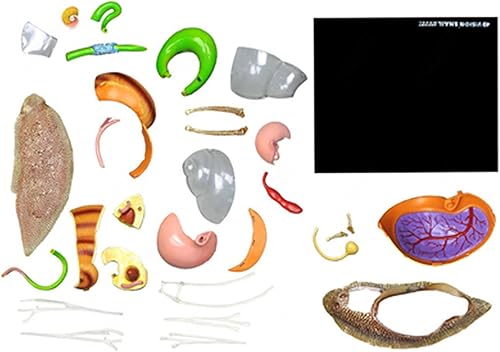 4D Dog Anatomy Model,Cat/Horse/Cow/Pig/AnimalCanine Skeleton, Animal Skeleton Specimen, Detachable Biology, Pet Clinic Veterinary TrainingSchool Teaching Tool,J - Poueer