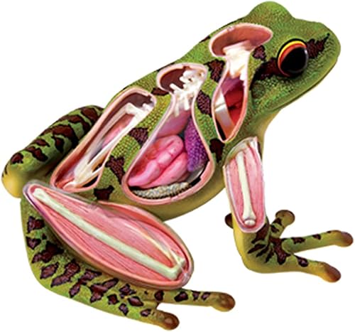 4D Dog Anatomy Model,Cat/Horse/Cow/Pig/AnimalCanine Skeleton, Animal Skeleton Specimen, Detachable Biology, Pet Clinic Veterinary TrainingSchool Teaching Tool,J - Poueer