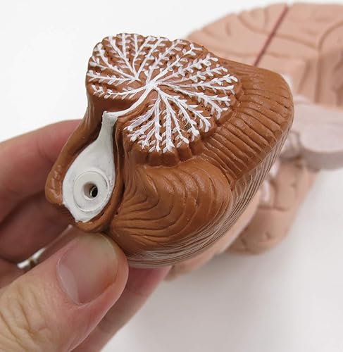 American 3B SCIENTIFIC C16 Brain Model, 4 Part, 14 cm L x 14 cm W x 17.5 cm H - Poueer