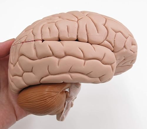American 3B SCIENTIFIC C16 Brain Model, 4 Part, 14 cm L x 14 cm W x 17.5 cm H - Poueer