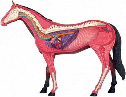 4D Dog Anatomy Model,Cat/Horse/Cow/Pig/AnimalCanine Skeleton, Animal Skeleton Specimen, Detachable Biology, Pet Clinic Veterinary TrainingSchool Teaching Tool,J - Poueer