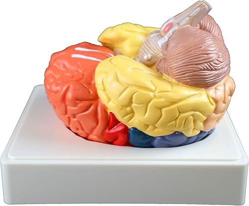 Vision Scientific VAB470 Regional Brain - 3 Parts | Color-Coded Regions | Include Frontal, Parietal Lobes, Occipital Lobe, Temporal Lobe, Motor & Sensory Cortex, Cerebellum, and Brain Stem| W Manual - Poueer