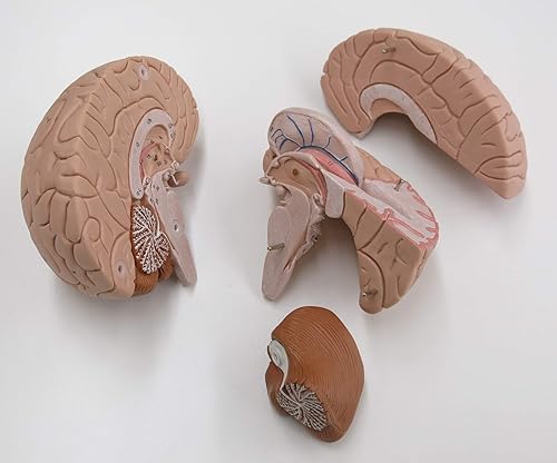 American 3B SCIENTIFIC C16 Brain Model, 4 Part, 14 cm L x 14 cm W x 17.5 cm H - Poueer