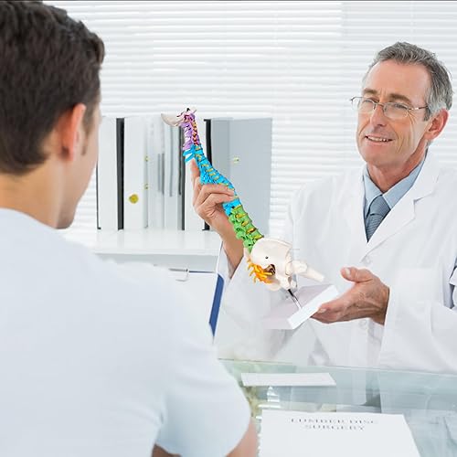 breesky Scientific Mini Spine Model, 15.5’’ Anatomical Spine Model with All Nerves, Human Anatomy Model with Stand for Instruction, Study and Display - Poueer