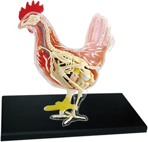 4D Dog Anatomy Model,Cat/Horse/Cow/Pig/AnimalCanine Skeleton, Animal Skeleton Specimen, Detachable Biology, Pet Clinic Veterinary TrainingSchool Teaching Tool,J - Poueer