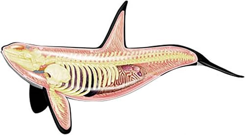 4D Dog Anatomy Model,Cat/Horse/Cow/Pig/AnimalCanine Skeleton, Animal Skeleton Specimen, Detachable Biology, Pet Clinic Veterinary TrainingSchool Teaching Tool,J - Poueer