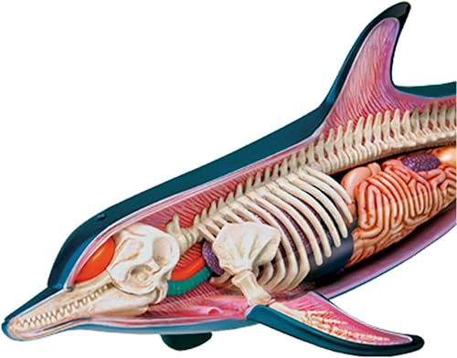 4D Dog Anatomy Model,Cat/Horse/Cow/Pig/AnimalCanine Skeleton, Animal Skeleton Specimen, Detachable Biology, Pet Clinic Veterinary TrainingSchool Teaching Tool,J - Poueer
