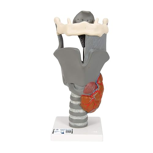 3B Scientific G20 Functional Larynx 2.5x life size - 3B Smart Anatomy - Poueer