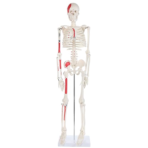 Anatomy Lab Half Life Size Painted and Numbered Human Skeleton Model, 35' Anatomical Replica with Muscle Insertion and Origin Points, Removable Skull Cap & Jaw, Durable Stand for Display and Study - Poueer