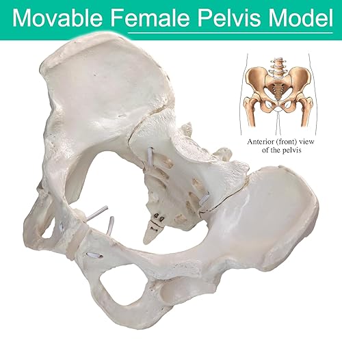 Life-Size Female Pelvic Anatomy Model with Elastic Bands – Flexible Female Pelvis Model On Elastic for Medical Education, Obstetrics, and Patient Communication - Poueer