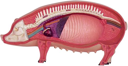 4D Dog Anatomy Model,Cat/Horse/Cow/Pig/AnimalCanine Skeleton, Animal Skeleton Specimen, Detachable Biology, Pet Clinic Veterinary TrainingSchool Teaching Tool,J - Poueer