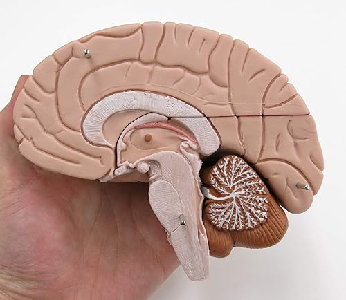 American 3B SCIENTIFIC C16 Brain Model, 4 Part, 14 cm L x 14 cm W x 17.5 cm H - Poueer