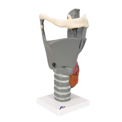 3B Scientific G20 Functional Larynx 2.5x life size - 3B Smart Anatomy - Poueer