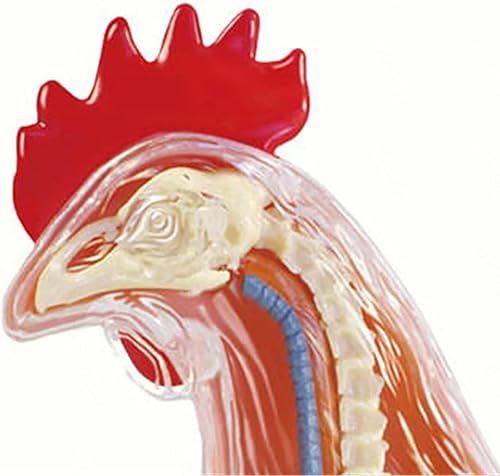 4D Dog Anatomy Model,Cat/Horse/Cow/Pig/AnimalCanine Skeleton, Animal Skeleton Specimen, Detachable Biology, Pet Clinic Veterinary TrainingSchool Teaching Tool,J - Poueer