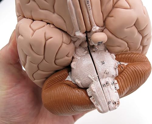 American 3B SCIENTIFIC C16 Brain Model, 4 Part, 14 cm L x 14 cm W x 17.5 cm H - Poueer