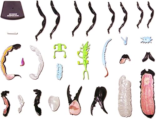 4D Dog Anatomy Model,Cat/Horse/Cow/Pig/AnimalCanine Skeleton, Animal Skeleton Specimen, Detachable Biology, Pet Clinic Veterinary TrainingSchool Teaching Tool,J - Poueer