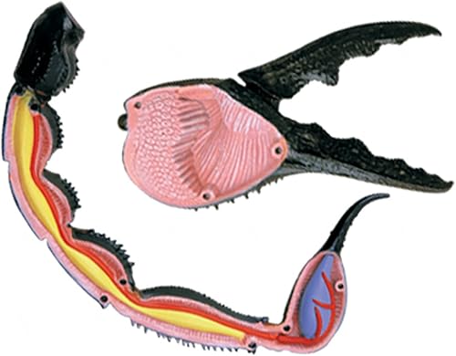 4D Dog Anatomy Model,Cat/Horse/Cow/Pig/AnimalCanine Skeleton, Animal Skeleton Specimen, Detachable Biology, Pet Clinic Veterinary TrainingSchool Teaching Tool,J - Poueer