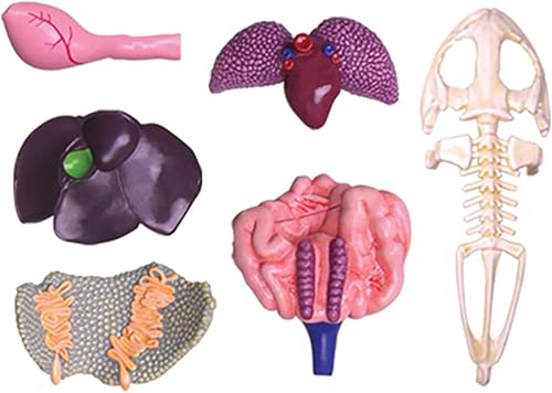 4D Dog Anatomy Model,Cat/Horse/Cow/Pig/AnimalCanine Skeleton, Animal Skeleton Specimen, Detachable Biology, Pet Clinic Veterinary TrainingSchool Teaching Tool,J - Poueer