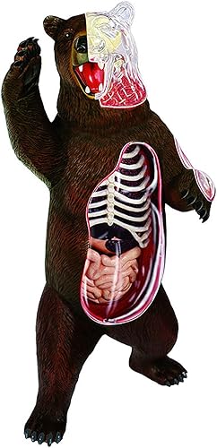 4D Dog Anatomy Model,Cat/Horse/Cow/Pig/AnimalCanine Skeleton, Animal Skeleton Specimen, Detachable Biology, Pet Clinic Veterinary TrainingSchool Teaching Tool,J - Poueer