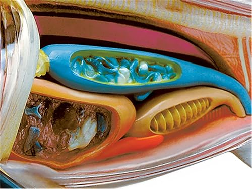 4D Dog Anatomy Model,Cat/Horse/Cow/Pig/AnimalCanine Skeleton, Animal Skeleton Specimen, Detachable Biology, Pet Clinic Veterinary TrainingSchool Teaching Tool,J - Poueer