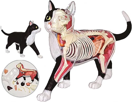 4D Dog Anatomy Model,Cat/Horse/Cow/Pig/AnimalCanine Skeleton, Animal Skeleton Specimen, Detachable Biology, Pet Clinic Veterinary TrainingSchool Teaching Tool,J - Poueer