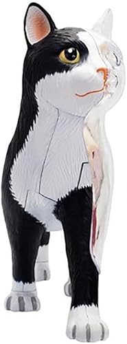 4D Dog Anatomy Model,Cat/Horse/Cow/Pig/AnimalCanine Skeleton, Animal Skeleton Specimen, Detachable Biology, Pet Clinic Veterinary TrainingSchool Teaching Tool,J - Poueer