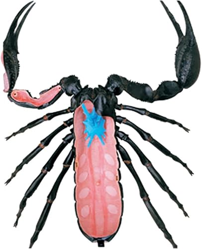 4D Dog Anatomy Model,Cat/Horse/Cow/Pig/AnimalCanine Skeleton, Animal Skeleton Specimen, Detachable Biology, Pet Clinic Veterinary TrainingSchool Teaching Tool,J - Poueer