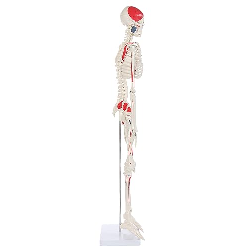 Anatomy Lab Half Life Size Painted and Numbered Human Skeleton Model, 35' Anatomical Replica with Muscle Insertion and Origin Points, Removable Skull Cap & Jaw, Durable Stand for Display and Study - Poueer