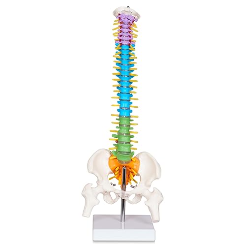 breesky Scientific Mini Spine Model, 15.5’’ Anatomical Spine Model with All Nerves, Human Anatomy Model with Stand for Instruction, Study and Display - Poueer