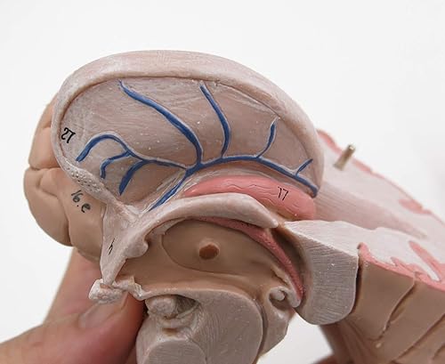American 3B SCIENTIFIC C16 Brain Model, 4 Part, 14 cm L x 14 cm W x 17.5 cm H - Poueer
