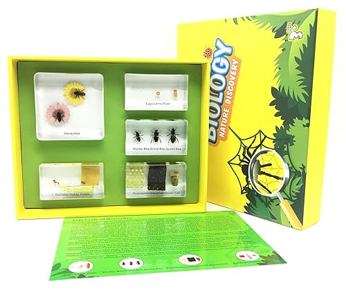 Lifecycle of a Honey Bee in Acrylic Block Science Classroom Specimens for Science Education - Poueer