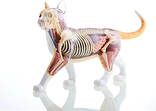 4D Dog Anatomy Model,Cat/Horse/Cow/Pig/AnimalCanine Skeleton, Animal Skeleton Specimen, Detachable Biology, Pet Clinic Veterinary TrainingSchool Teaching Tool,J - Poueer